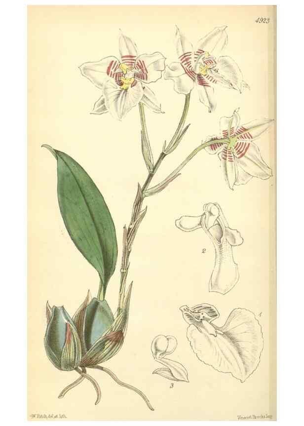 Reproducción/Reproduction 8551785602: Curtis's botanical magazine.. London ;New York [etc.] :Academic Press [etc.]