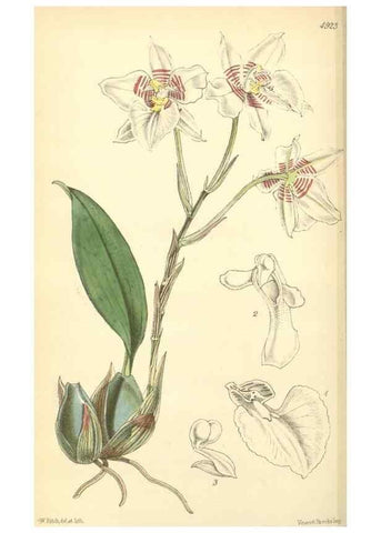 Reproducción/Reproduction 8551785602: Curtis's botanical magazine.. London ;New York [etc.] :Academic Press [etc.]