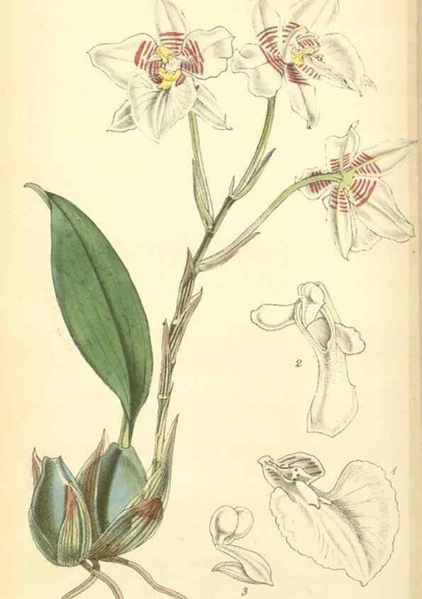 Reproducción/Reproduction 8551785602: Curtis's botanical magazine.. London ;New York [etc.] :Academic Press [etc.]