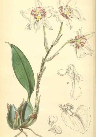 Reproducción/Reproduction 8551785602: Curtis's botanical magazine.. London ;New York [etc.] :Academic Press [etc.]