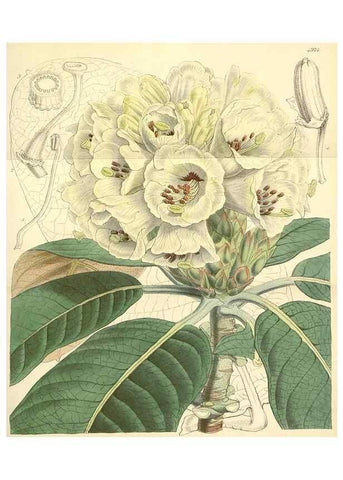 Reproducción/Reproduction 8550684821: Curtis's botanical magazine.. London ;New York [etc.] :Academic Press [etc.]