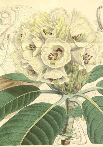 Reproducción/Reproduction 8550684821: Curtis's botanical magazine.. London ;New York [etc.] :Academic Press [etc.]