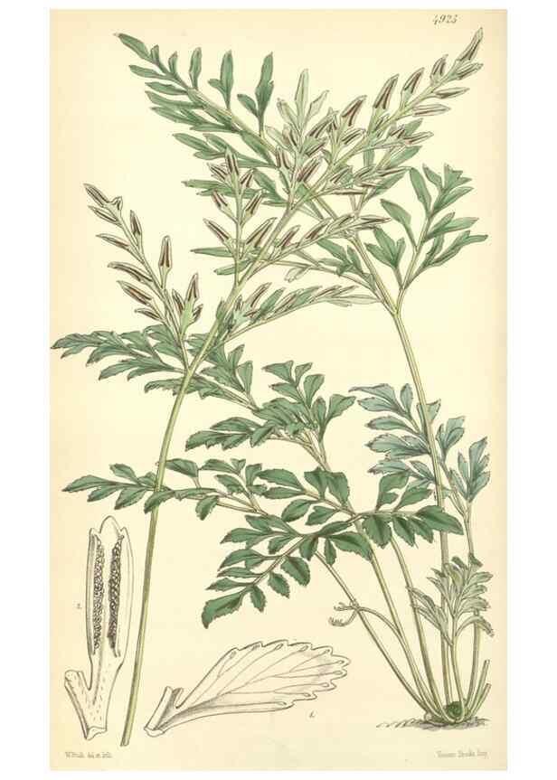 Reproducción/Reproduction 8550685459: Curtis's botanical magazine.. London ;New York [etc.] :Academic Press [etc.]