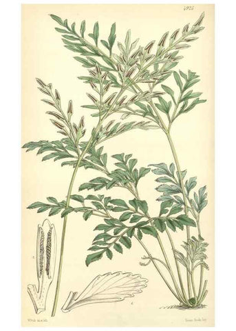 Reproducción/Reproduction 8550685459: Curtis's botanical magazine.. London ;New York [etc.] :Academic Press [etc.]