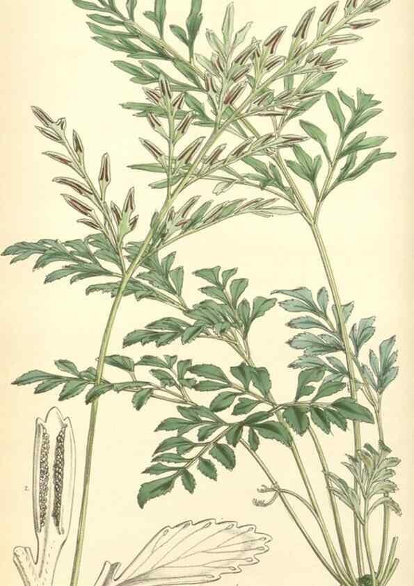 Reproducción/Reproduction 8550685459: Curtis's botanical magazine.. London ;New York [etc.] :Academic Press [etc.]