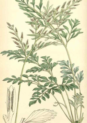 Reproducción/Reproduction 8550685459: Curtis's botanical magazine.. London ;New York [etc.] :Academic Press [etc.]
