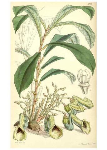 Reproducción/Reproduction 8551781044: Curtis's botanical magazine.. London ;New York [etc.] :Academic Press [etc.]