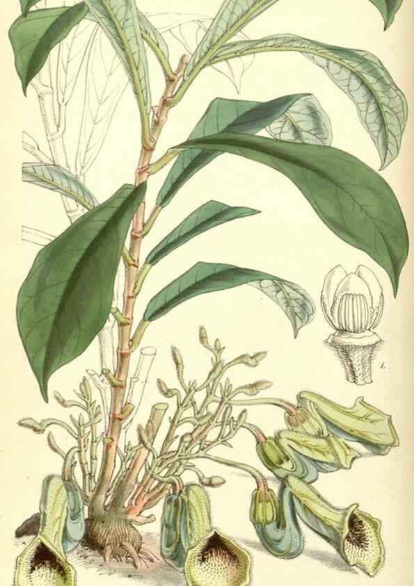 Reproducción/Reproduction 8551781044: Curtis's botanical magazine.. London ;New York [etc.] :Academic Press [etc.]