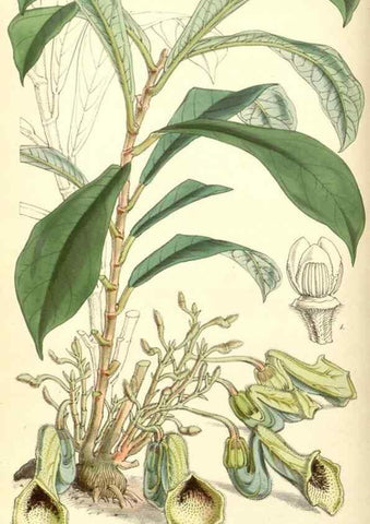 Reproducción/Reproduction 8551781044: Curtis's botanical magazine.. London ;New York [etc.] :Academic Press [etc.]