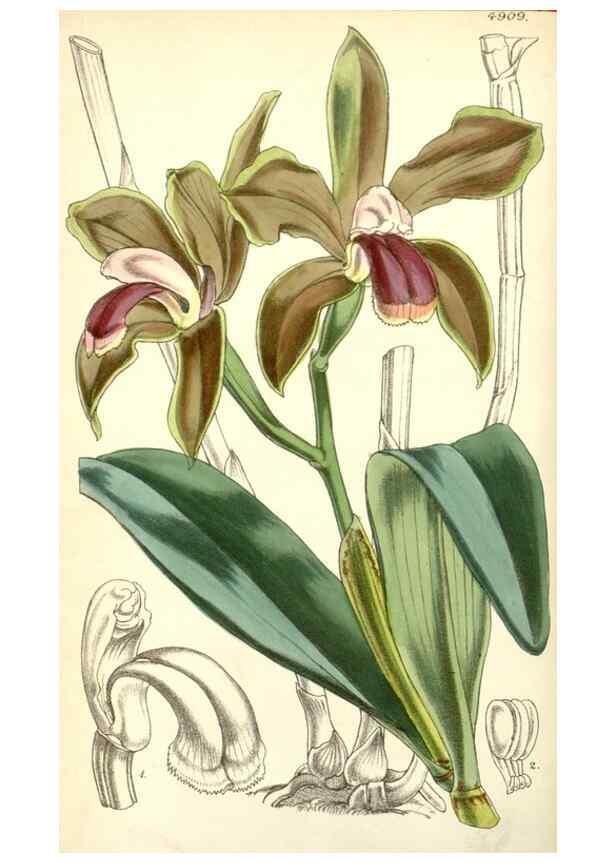 Reproducción/Reproduction 8550672469: Curtis's botanical magazine.. London ;New York [etc.] :Academic Press [etc.]