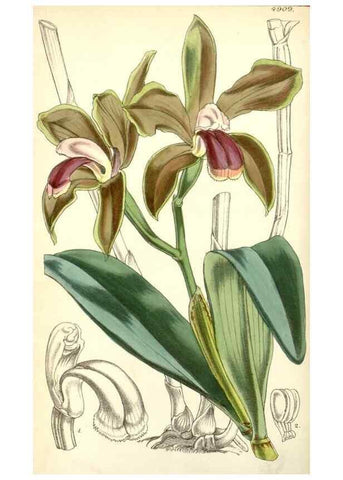 Reproducción/Reproduction 8550672469: Curtis's botanical magazine.. London ;New York [etc.] :Academic Press [etc.]