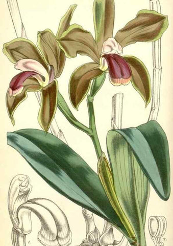 Reproducción/Reproduction 8550672469: Curtis's botanical magazine.. London ;New York [etc.] :Academic Press [etc.]