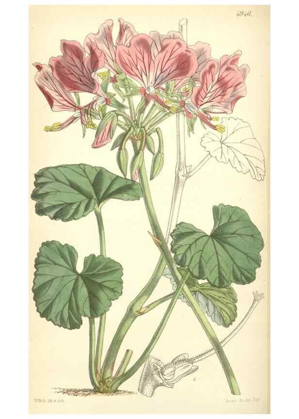 Reproducción/Reproduction 8551806344: Curtis's botanical magazine.. London ;New York [etc.] :Academic Press [etc.]