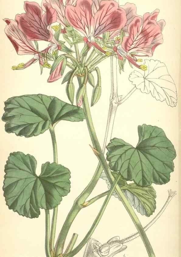 Reproducción/Reproduction 8551806344: Curtis's botanical magazine.. London ;New York [etc.] :Academic Press [etc.]