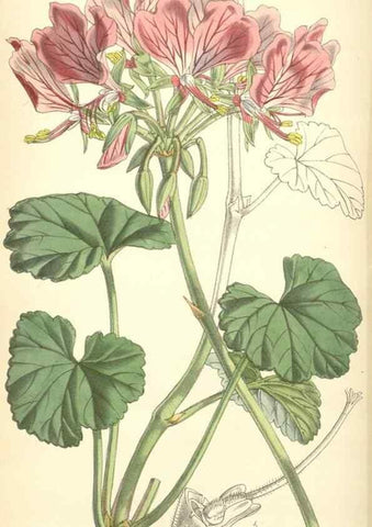 Reproducción/Reproduction 8551806344: Curtis's botanical magazine.. London ;New York [etc.] :Academic Press [etc.]