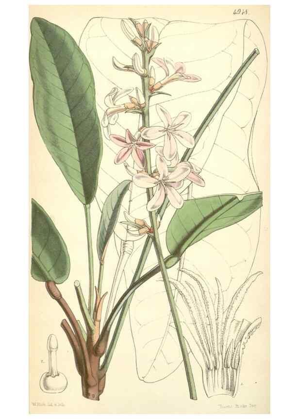 Reproducción/Reproduction 8551808590: Curtis's botanical magazine.. London ;New York [etc.] :Academic Press [etc.]