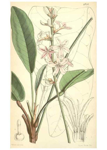 Reproducción/Reproduction 8551808590: Curtis's botanical magazine.. London ;New York [etc.] :Academic Press [etc.]