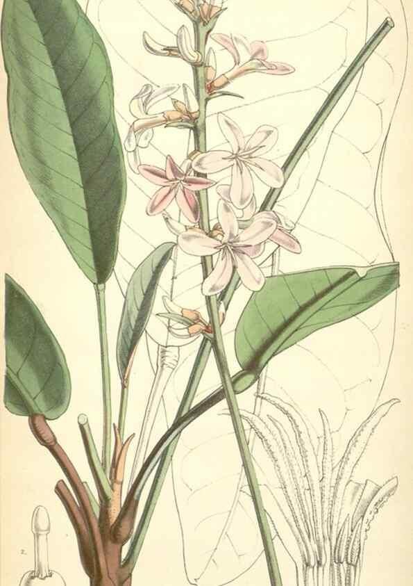 Reproducción/Reproduction 8551808590: Curtis's botanical magazine.. London ;New York [etc.] :Academic Press [etc.]