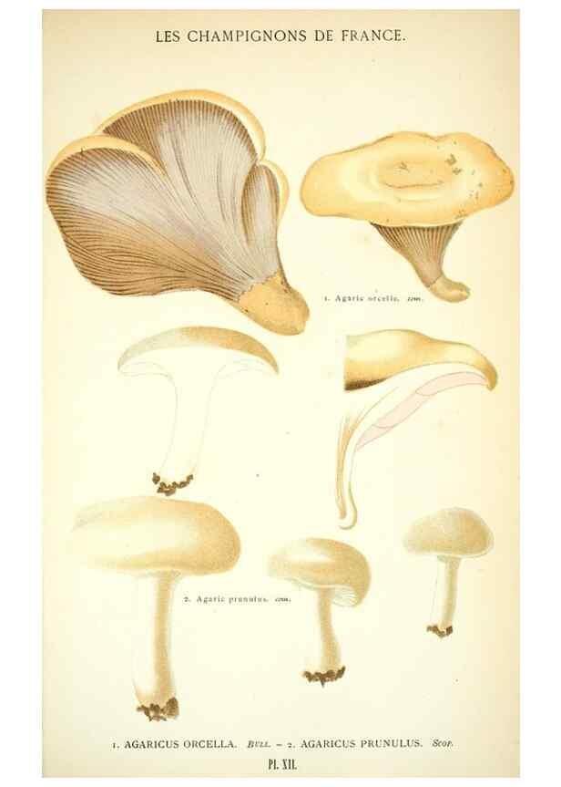 Reproducción/Reproduction 8559815476: Les champignons de la France :. Paris :J. Rothschild,1870.