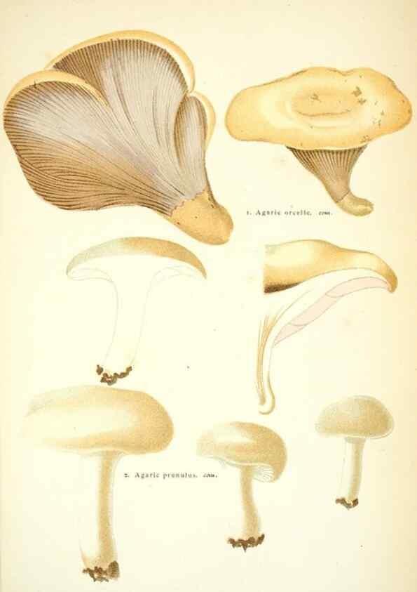 Reproducción/Reproduction 8559815476: Les champignons de la France :. Paris :J. Rothschild,1870.