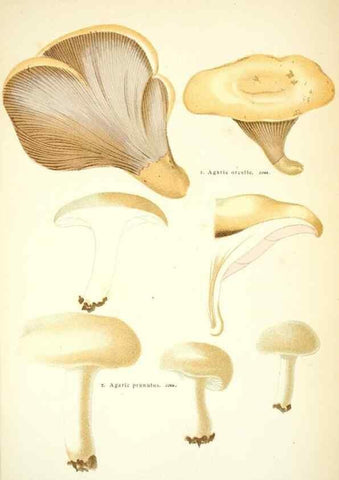 Reproducción/Reproduction 8559815476: Les champignons de la France :. Paris :J. Rothschild,1870.