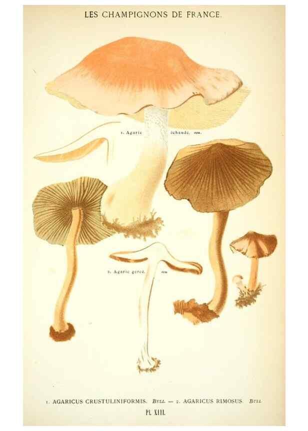 Reproducción/Reproduction 8558708065: Les champignons de la France :. Paris :J. Rothschild,1870.