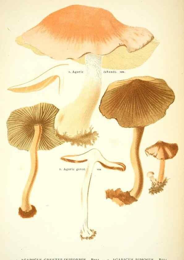 Reproducción/Reproduction 8558708065: Les champignons de la France :. Paris :J. Rothschild,1870.