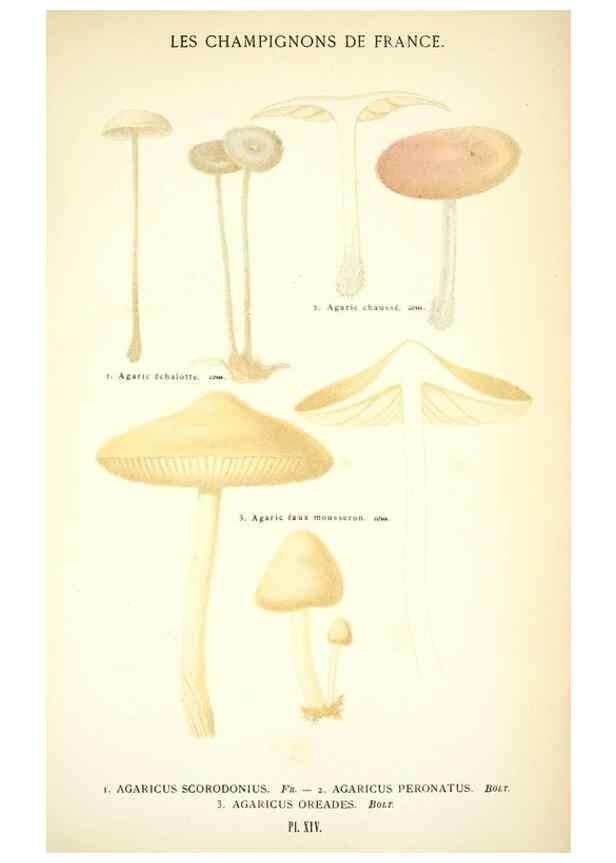 Reproducción/Reproduction 8558708415: Les champignons de la France :. Paris :J. Rothschild,1870.