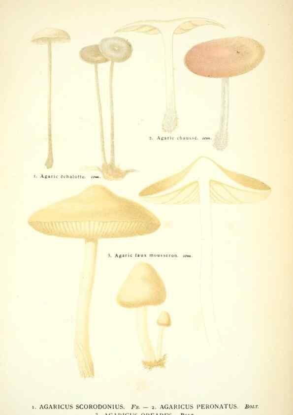 Reproducción/Reproduction 8558708415: Les champignons de la France :. Paris :J. Rothschild,1870.