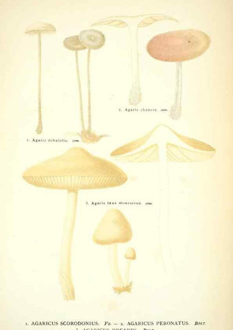 Reproducción/Reproduction 8558708415: Les champignons de la France :. Paris :J. Rothschild,1870.