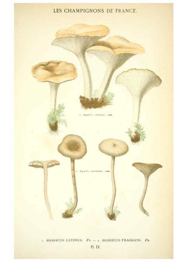 Reproducción/Reproduction 8558708663: Les champignons de la France :. Paris :J. Rothschild,1870.
