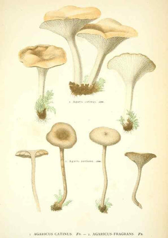 Reproducción/Reproduction 8558708663: Les champignons de la France :. Paris :J. Rothschild,1870.