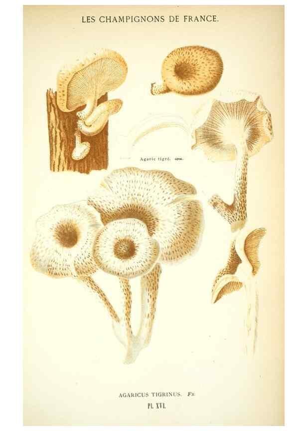 Reproducción/Reproduction 8559816572: Les champignons de la France :. Paris :J. Rothschild,1870.