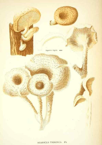 Reproducción/Reproduction 8559816572: Les champignons de la France :. Paris :J. Rothschild,1870.