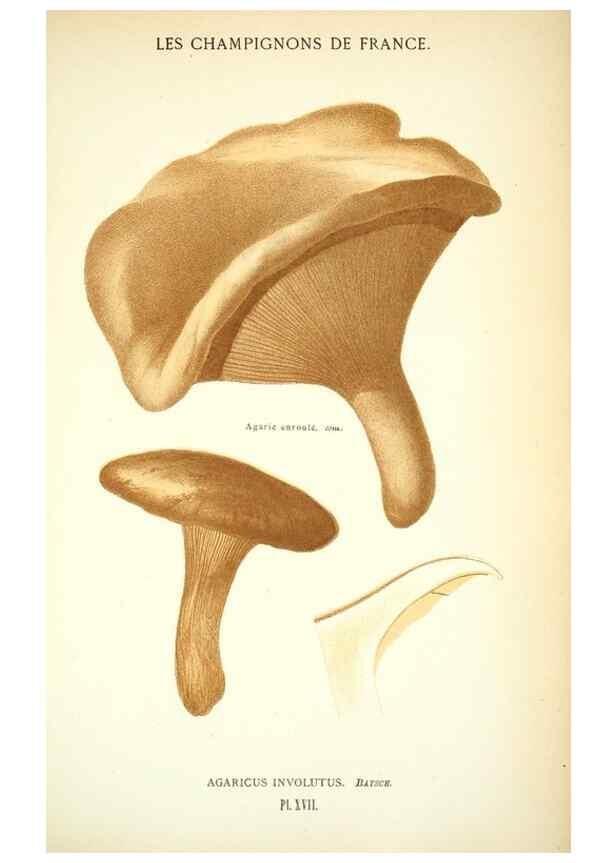Reproducción/Reproduction 8559816870: Les champignons de la France :. Paris :J. Rothschild,1870.