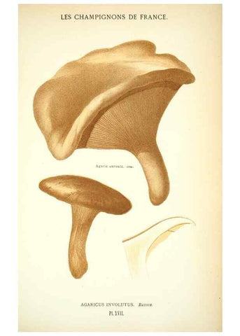 Reproducción/Reproduction 8559816870: Les champignons de la France :. Paris :J. Rothschild,1870.