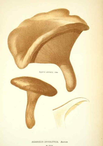 Reproducción/Reproduction 8559816870: Les champignons de la France :. Paris :J. Rothschild,1870.