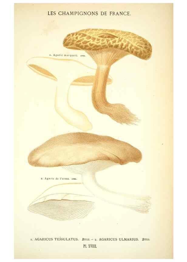 Reproducción/Reproduction 8559817082: Les champignons de la France :. Paris :J. Rothschild,1870.
