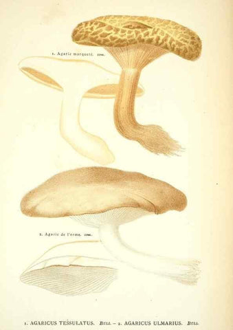 Reproducción/Reproduction 8559817082: Les champignons de la France :. Paris :J. Rothschild,1870.