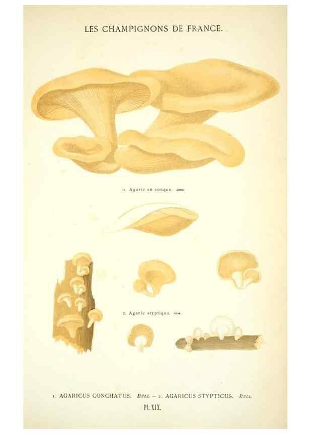 Reproducción/Reproduction 8559817312: Les champignons de la France :. Paris :J. Rothschild,1870.