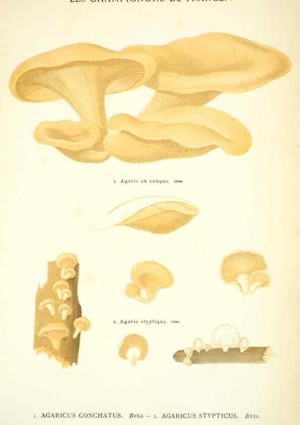 Reproducción/Reproduction 8559817312: Les champignons de la France :. Paris :J. Rothschild,1870.