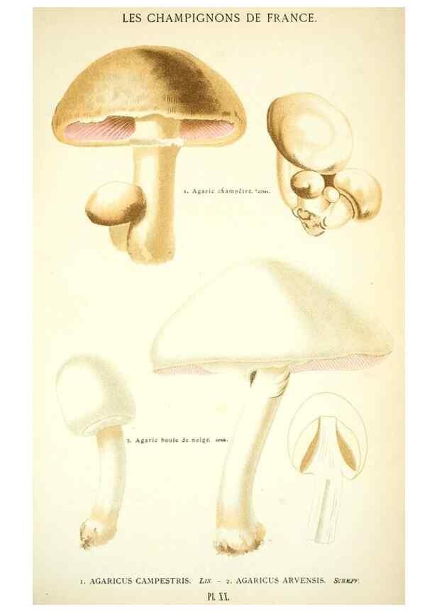 Reproducción/Reproduction 8558709957: Les champignons de la France :. Paris :J. Rothschild,1870.