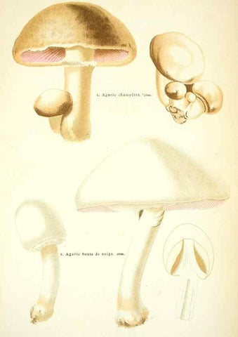 Reproducción/Reproduction 8558709957: Les champignons de la France :. Paris :J. Rothschild,1870.