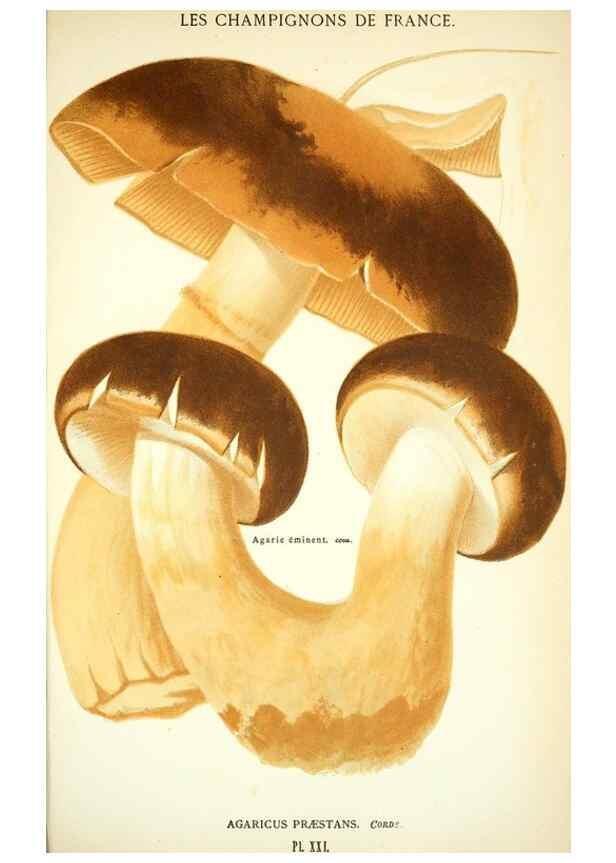 Reproducción/Reproduction 8559817762: Les champignons de la France :. Paris :J. Rothschild,1870.