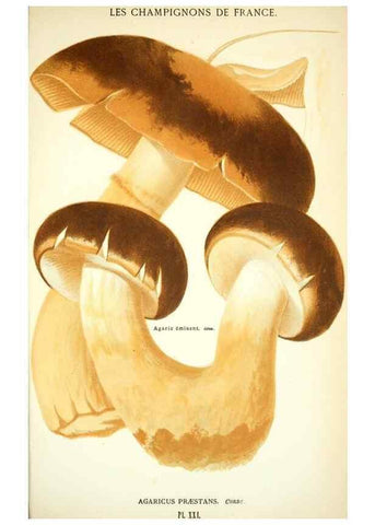 Reproducción/Reproduction 8559817762: Les champignons de la France :. Paris :J. Rothschild,1870.