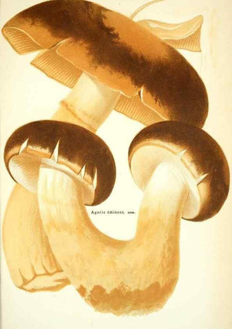 Reproducción/Reproduction 8559817762: Les champignons de la France :. Paris :J. Rothschild,1870.