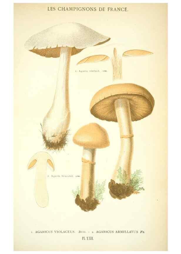 Reproducción/Reproduction 8559818030: Les champignons de la France :. Paris :J. Rothschild,1870.