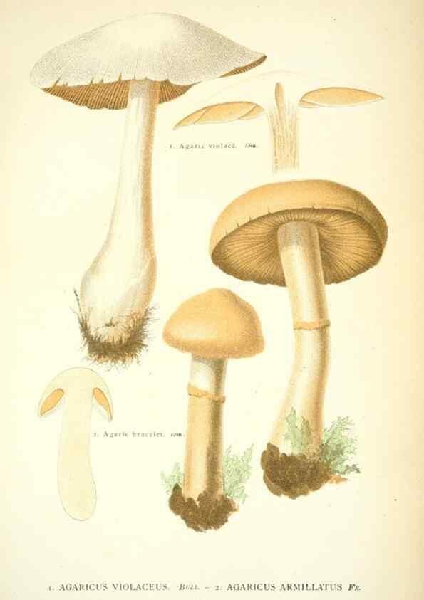 Reproducción/Reproduction 8559818030: Les champignons de la France :. Paris :J. Rothschild,1870.