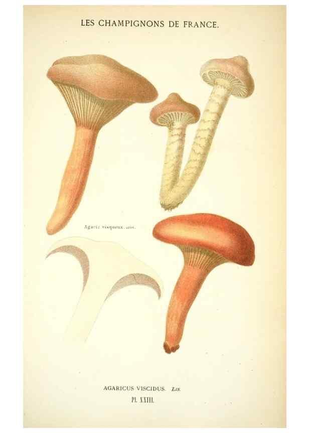 Reproducción/Reproduction 8558710729: Les champignons de la France :. Paris :J. Rothschild,1870.