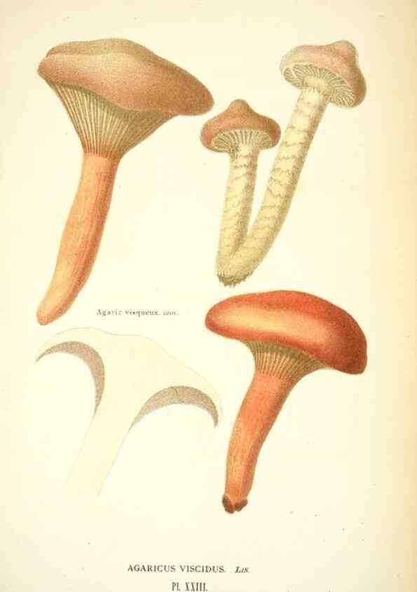 Reproducción/Reproduction 8558710729: Les champignons de la France :. Paris :J. Rothschild,1870.